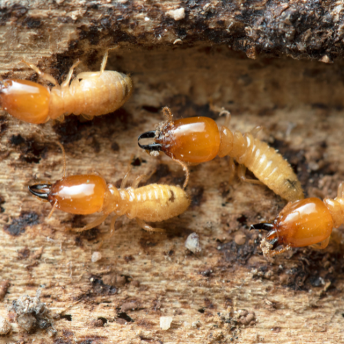 termite termite
